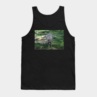 Babirusa Tank Top